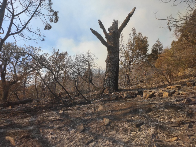 Пожар - Утришский заповедник - 7.jpg Пожар - Утришский заповедник - 7.jpg